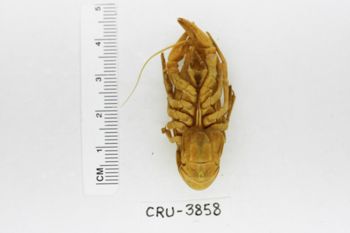 Media type: image;   Invertebrate Zoology CRU-3858 Description: Preserved specimen.;